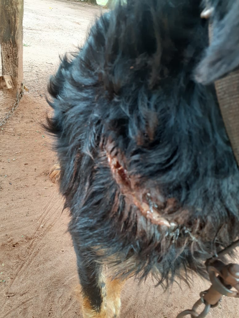 Foto - Polícia Civil.