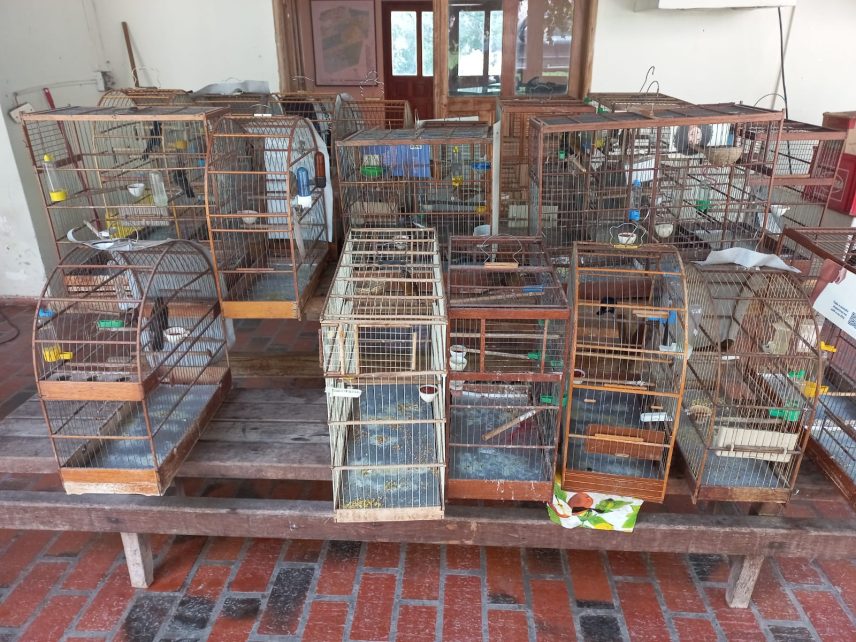 Polícia Militar Ambiental divulga balanço das ações realizadas em 2022