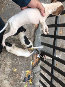 PMA resgata cachorros em situação de penúria e multa responsável em R$ 6 mil PMA resgata cachorros em situação de penúria e multa responsável em R$ 6 mil