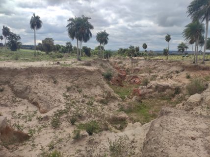 Fazendeiro deixou mais de 65 gados morrerem de fome no interior de MS Fazendeiro deixou mais de 65 gados morrerem de fome no interior de MS