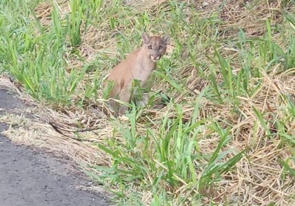 Fotogaleria- Resgatada onça-parda adulta atropelada na rodovia BR 158