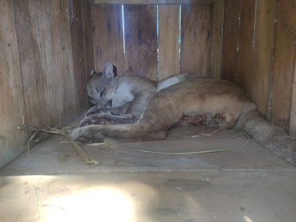 Fotogaleria- Resgatada onça-parda adulta atropelada na rodovia BR 158
