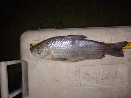 Pescador é preso em rancho com 12 kg de pescado de diferentes espécies e armas Pescador é preso em rancho com 12 kg de pescado de diferentes espécies e armas