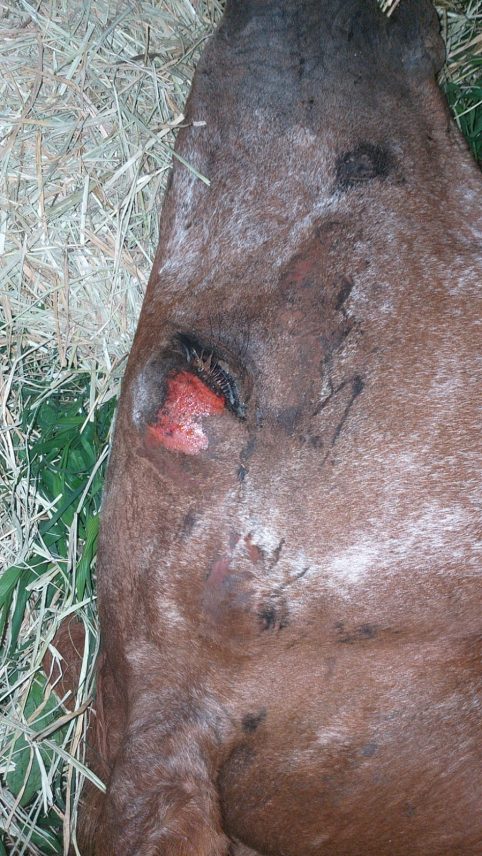 PMA , veterinário e populares resgatam égua em situação de maus tratos mas infelizmente ela não resistiu PMA , veterinário e populares resgatam égua em situação de maus tratos mas infelizmente ela não resistiu