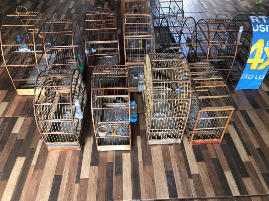 Criador de pássaros silvestres é preso e multado em R$ 7,5 mil pela PMA Criador de pássaros silvestres é preso e multado em R$ 7,5 mil pela PMA